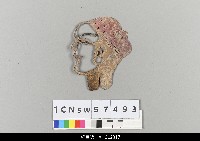 藏品(中國湖北皮影戲偶頭-生)的圖片